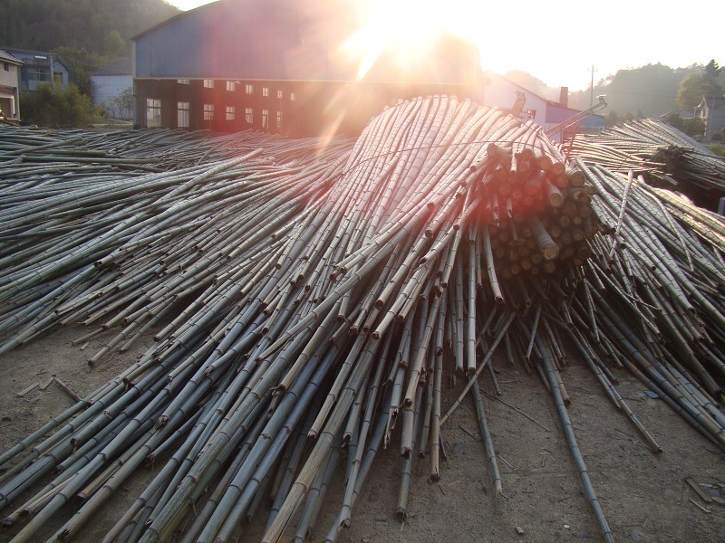 2.Raw material bamboo